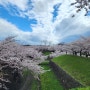 북해도 하코다테 여행 고료가쿠공원 벚꽃 만개