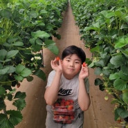 부산근교 딸기따기 체험 농장 거족마을 1943 밀양 딸기마을