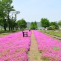 남원 가볼만한곳 구 서도역 영상촬영장의 분홍빛 봄 풍경