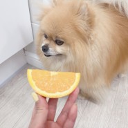 강아지 오렌지 강아지가 먹어도 되는 과일 오렌지주스 놉