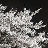 석촌호수 🌸 벚꽃 밤나들이 🌸