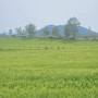 [등산log] 이제 신록의 계절 🌱🌱 고창 선운산 트래킹 + 학원농장 청보리밭 축제