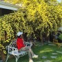 경주 목향 장미 명소 넓은 정원이 있는 봄갤러리 카페 목향장미 만개