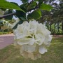 나무수국 4월에 핀 흰색의 아름답고 둥근 수국꽃