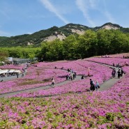 서울 당일치기 여행 -불암산 힐링타운 철쭉동산-