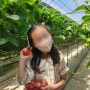 대구 경북 근교 아이와 가볼 만한 곳 :: 다산딸기조합농원, 고령딸기체험, 대구주말나들이