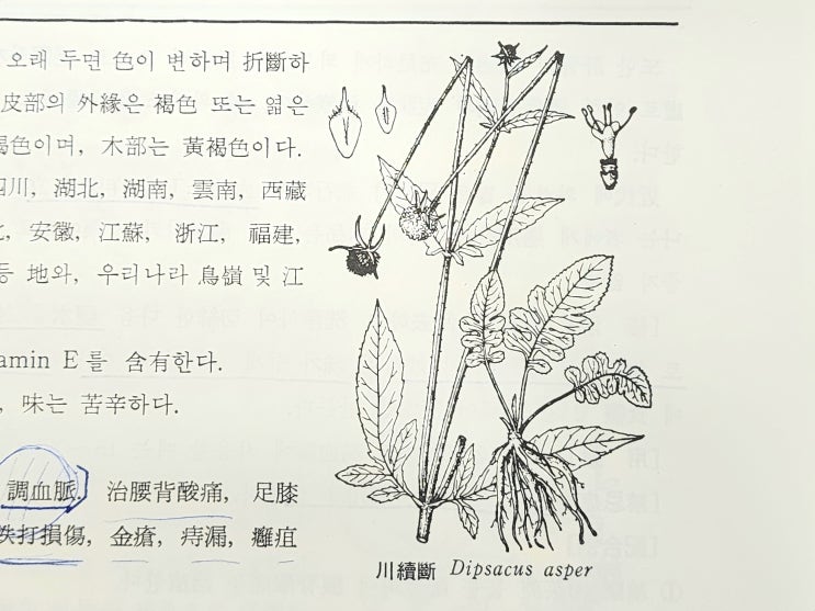 부러진뼈 이어준다는 속단 효능 천속단 한속단 구별해서 사용해야 : 네이버 블로그