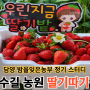 담양 가로수길 농원 딸기 따기 체험 행복 만들기