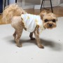 강아지 십자인대파열, 강아지 슬개골탈구 TPLO수술 후기 샤인동물병원