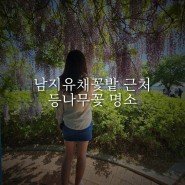 창녕 함안 여행 등나무꽃 명소 강나루생태공원