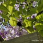 등나무꽃에 모여드는 어리호박벌