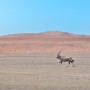[아프리카 여행] 나미브 사막의 오릭스(겜스복) / Orix in the Namib Desert (Gemsbok)