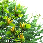 (4월 20일) 국립산림과학원의 이른 봄 풍경, 노랑목련 외 24종
