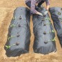 방울토마토 가지 고추 심기 시기 간격 꿀팁있음 f.주말농장