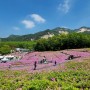 북한산·도봉산·불암산 풍경 맛집, 나들이하기 좋은 곳, 불암산 철쭉