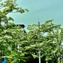 남양주 별내동에 이팝나무 미스김라일락 우리꽃 수수꽃다리가 아름답게 피었다.