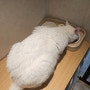 고양이 사료 힐스 퍼펙트웨이트 고양이 다이어트사료 급여후기 5탄 마지막
