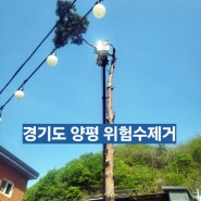 경기도 양평 신원리 단독주택 소나무 벌목 아보리스트 위험수제거