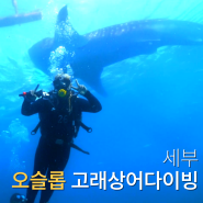 필리핀 세부 오슬롭 단독투어 고래상어 스쿠버다이빙 갓투어 가격 시간