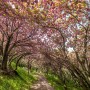 부산 민주 공원의 겹벚꽃과 태극기