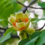 [튤립나무] 백합처럼 예쁜 꽃을 피우는 나무 20240428(일)