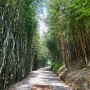 부산 기장 가볼만한곳 아홉산숲 대나무숲 산책 솔직후기