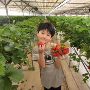 5월 어린이날 경북가볼만한곳 다산딸기조합농원 고령딸기체험 가자