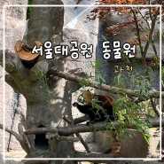 19개월 아기랑 서울대공원 동물원 주말 나들이 다녀온 후기 | 주차 시간 팁 | 요금표 | 유모차 웨건 대여