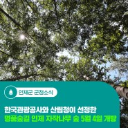 한국관광공사와 산림청이 선정한 명품숲길 인제 자작나무 숲 5월 4일 개방