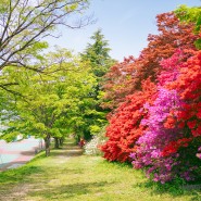 4월 꽃여행 전주대학교 철쭉과 스타정원 유채꽃밭