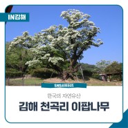 한국의 자연유산 김해 천곡리 이팝나무
