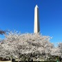 워싱턴 D.C 벚꽃, 조지타운, 내셔널갤러리 조각공원 구경 기록
