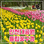 인천대공원 튤립명당 텐트 피크닉 주차