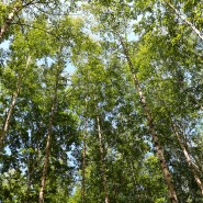 한국관광공사와 산림청이 선정한 명품숲길, 인제 자작나무 숲 5월 4일 개방