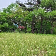 돼지감자 종근 판매.자연산 뚱단지 종근판매 돼지감자심는 계절