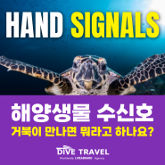 [다이브트래블] 거북이 만나면 뭐라고 하나요? 해양생물 수신호 1편