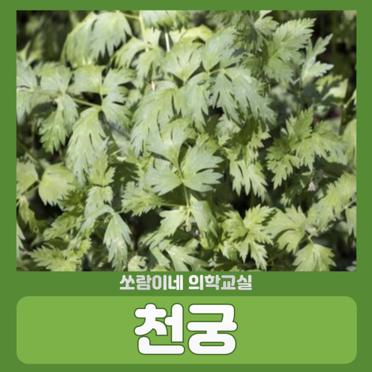 천궁 미사일 말고 약초 천궁효능 복용법 부작용 : 네이버 블로그