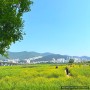 [부산 강서구:: 공원] 대저 생태공원 유채꽃 주차장, 4월 말 현황, 피크닉, 자전거 대여