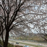 4월 일상 | 벚꽃과 혼자 놀기 달인