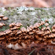 기와소나무비늘버섯 - Hymenochaetopsis intricata
