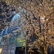 4월 성수,서울숲 벚꽃 나들이_살라댕템플/마일스톤