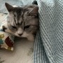 [고양이 캣닢쿠션] 마요가 좋아하는 힐링타임 마따따비 꾸잼쿠션