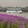 대구 근교 드라이브 영천생태지구공원 보라 유채꽃 개화 상황