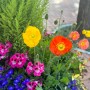개양귀비 꽃말 관상용 화초 꽃양귀비 개화시기
