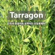 영리빙 타라곤 Tarragon 아로마오일 효능, 추출법, 사용법, 화학성분, 주의사항