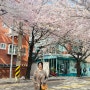 합정 망원 지하철 가까운 벚꽃명소, 희우정로 벚꽃길 (24년봄)