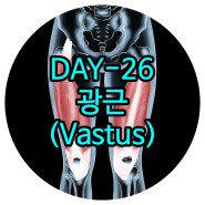 일산체형교정 DAY-26 광근(Vastus)-대퇴사두근군(Quadriceps femoris group) 일산재활