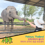 방콕 파타야 코끼리 보호소 체험 - 코끼리와 교감~평생 잊지 못할 특별한 여행 만들기