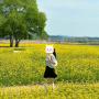 [청주 가볼만한곳] 넓은 유채꽃밭이 있는 '청주 무심천' (ft. 도시농업 페스티벌)