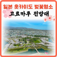 홋카이도 하코다테의 실시간 벚꽃 소식